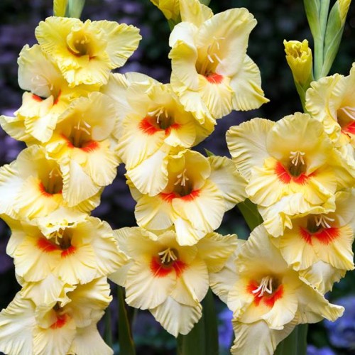 Gladiolas lielziedu ALBANDEIRA 12/14  80gab