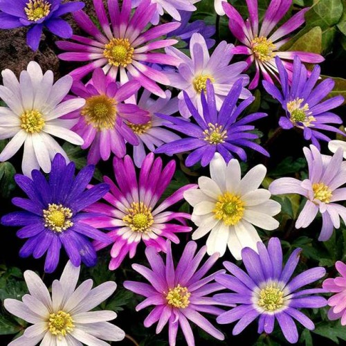 Anemone blanda ‘Mix’ 5/+ 150gab