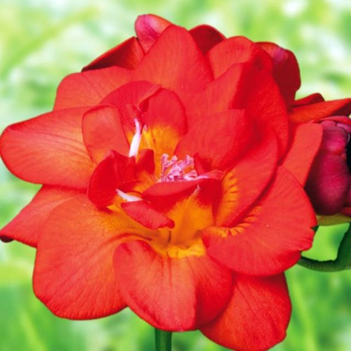 Frēzijas sarkanas 5/+ 150gab