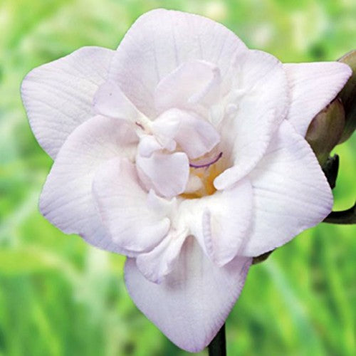 Frēzijas baltas 5/+ 150gab