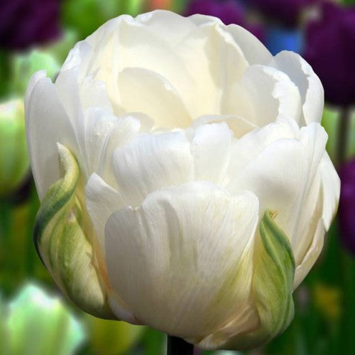 Tulpes ledustulpes MAUREEN DOUBLE  11/12 30gab
