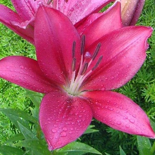 Lilijas LA FANGIO 16/18 20gab