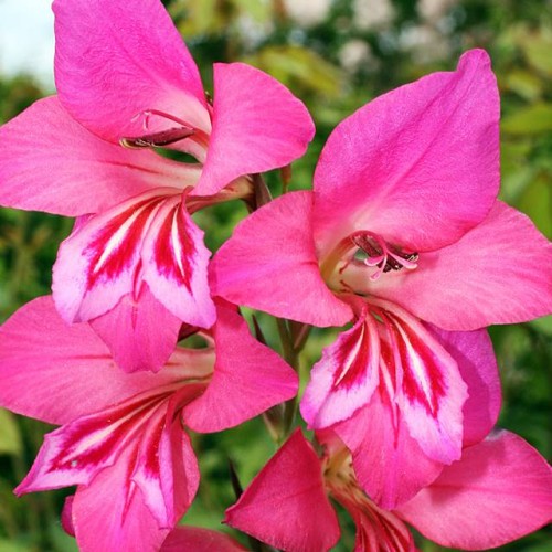 Gladiola Bizantijas 6/+ 150gab