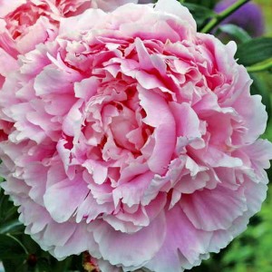 Peonijas GILBERT BERTHELOT 6gab