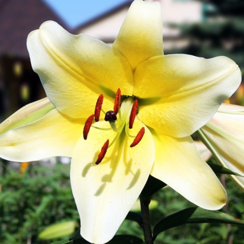 Lilijas Lilijkoks CONCA D`OR 16/18 20gab