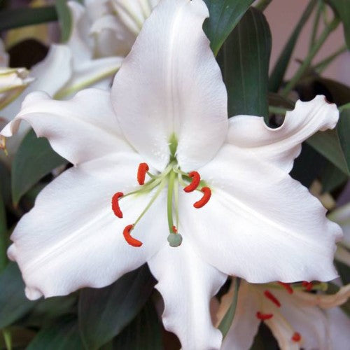 Lilijas Austrumu RIALTO 16/18 20gab