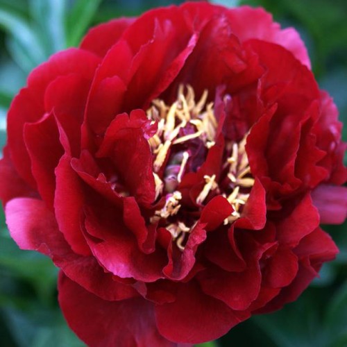 Peonijas BUCKEYE BELLE 6gab