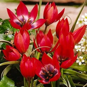 Tulpes botāniskās TINY TIMO  6/+  80gab