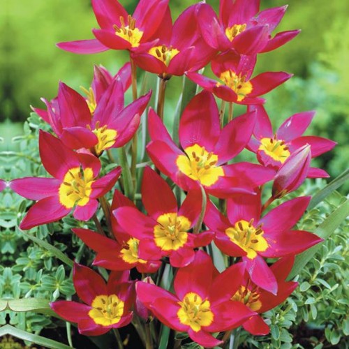 Tulpes botāniskās VIOLACEA BLACK BASE 6/+  80gab