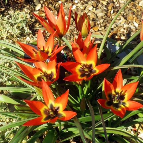 Tulpes botāniskās LITTLE PRINCESS 6/7  80gab