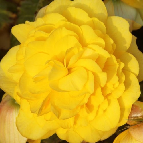 Begonijas lielziedu GRANDIFLORA pildītās DZELTENAS 6/+ 20gab.