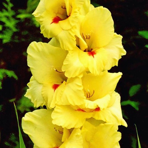 Gladiolas lielziedu PLATINI  12/14  80gab