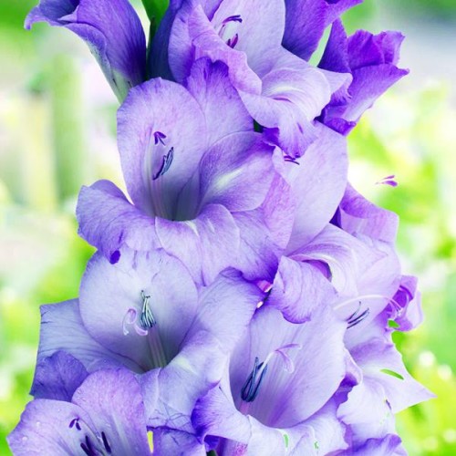 Gladiolas lielziedu BLUE TROPIC 12/14  80gab