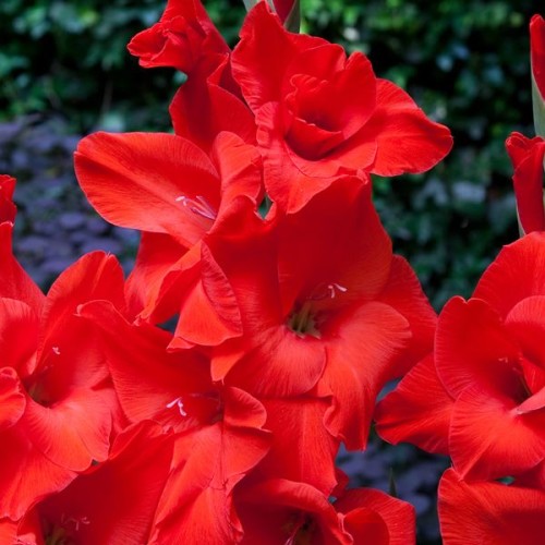 Gladiolas lielziedu ADVANCE RED 12/14  80gab