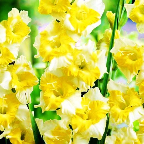 Gladiolas lielziedu BUGGY 12/14  80gab