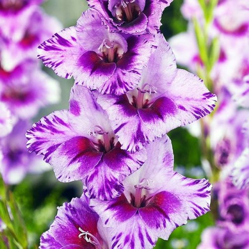 Gladiolas lielziedu PASSOS 12/14  80gab