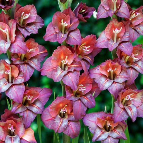 Gladiolas lielziedu BAMBINO VESUVIO 12/14  80gab