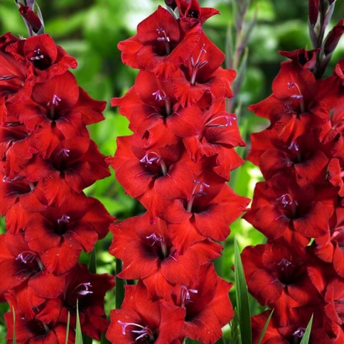 Gladiolas lielziedu BAMBINO RED KING 12/14  80gab