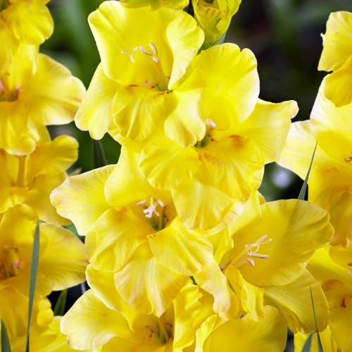 Gladiolas lielziedu BAMBINO GOLD 12/14  80gab