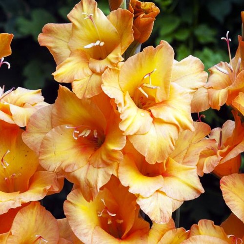 Gladiolas lielziedu BAMBINO FIRE 12/14  80gab