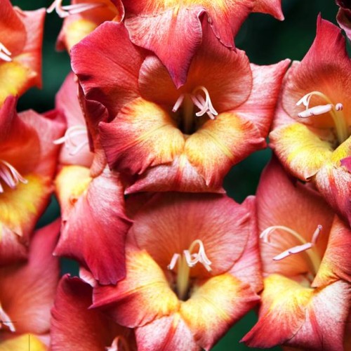 Gladiolas lielziedu BAMBINO MICHELE 12/14  80gab