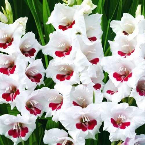 Gladiolas lielziedu FIORENTINA 12/14  80gab