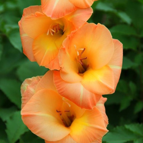 Gladiolas lielziedu ROYAL CLASS 12/14  80gab