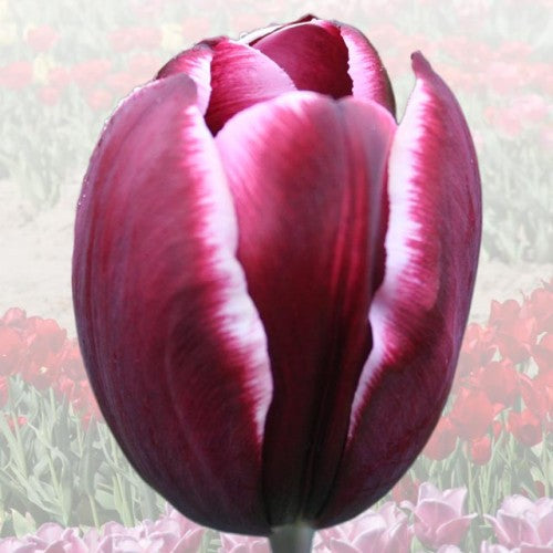 Tulpes elitārās MARIAN WORONIN 12/+ 40gab
