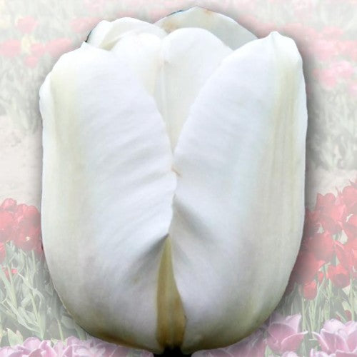 Tulpes elitārās GLOS WIELKOPOLSKI 12/+ 40gab