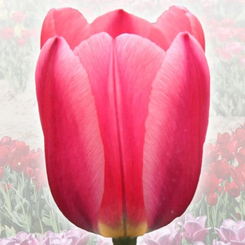 Tulpes elitārās ALEKSANDER KWASNIEWS 12/+ 40gab