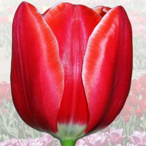 Tulpes elitārās LESZEK MILLER 12/+ 40gab
