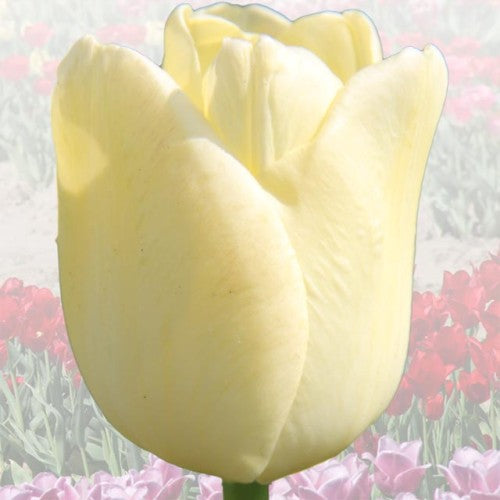 Tulpes elitārās MARIA KACZYNSKA 12/+ 40gab