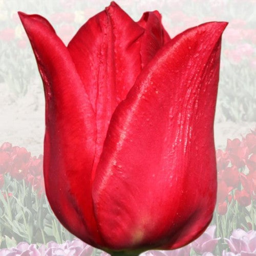 Tulpes elitārās IRENA SENDLER 12/+ 40gab