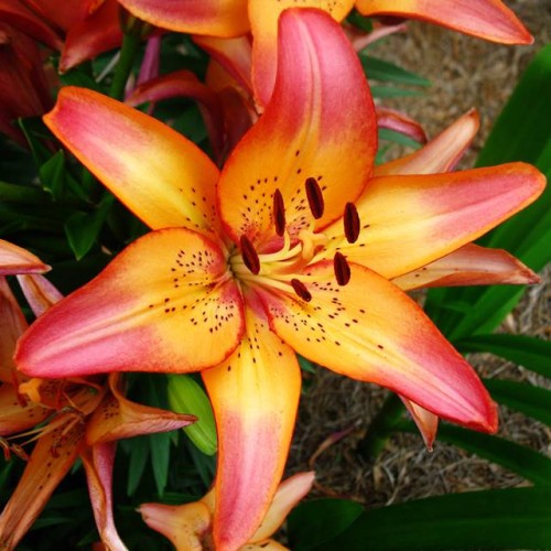 Lilijas LA ROYAL SUNSET 16/18 20gab