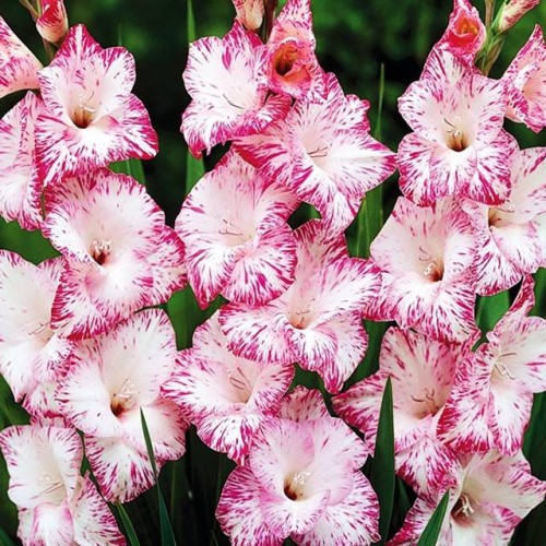 Gladiolas lielziedu MY LOVE 12/14  80gab