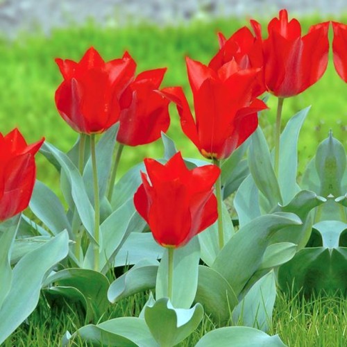 Tulpes botāniskās EICHLERI 6+/ 80gab