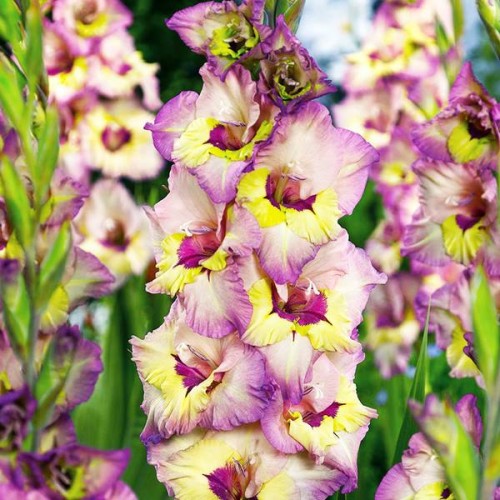 Gladiolas lielziedu SAPPORO 12/14  80gab