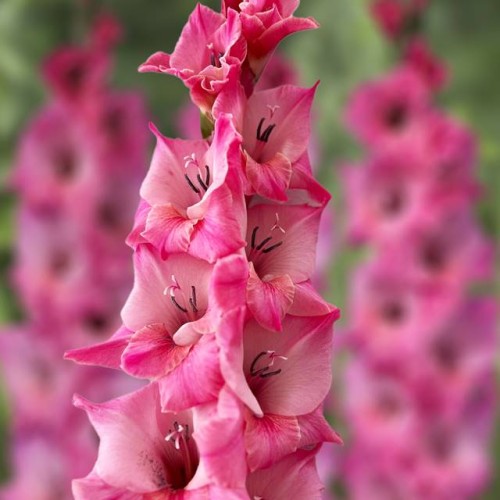 Gladiolas lielziedu BARTOK 12/14  80gab