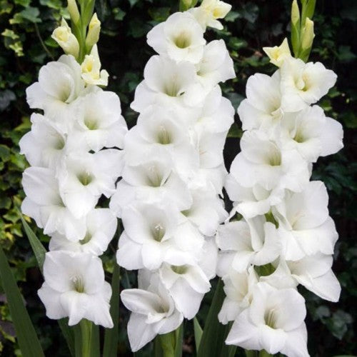 Gladiolas lielziedu XXL BALTAS  16/+  50gab