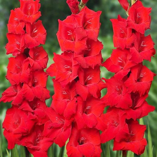Gladiolas lielziedu XXL SARKANAS  16/+  50gab