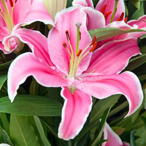 Lilijas Austrumu XXL SORBONNE 22/+ 8gab