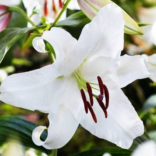 Lilijas Austrumu SANTANDER 16/18 20gab