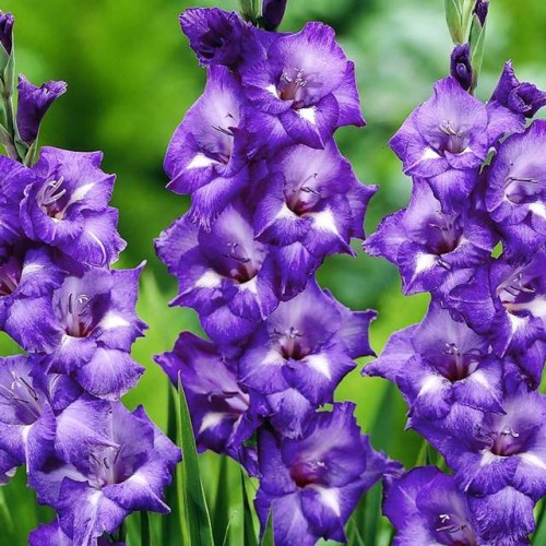 Gladiolas lielziedu BLUE ISLE  12/14  80gab