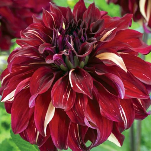 Dālijas dekoratīvās BOHEMIAN SPARTACUS 8gab.