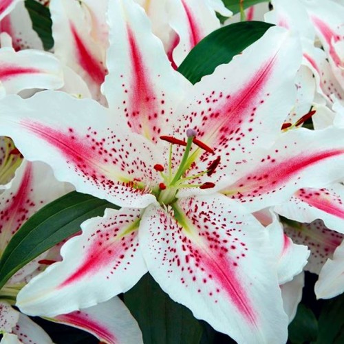 Lilijas Austrumu LOVELY DAY 16/18 20gab