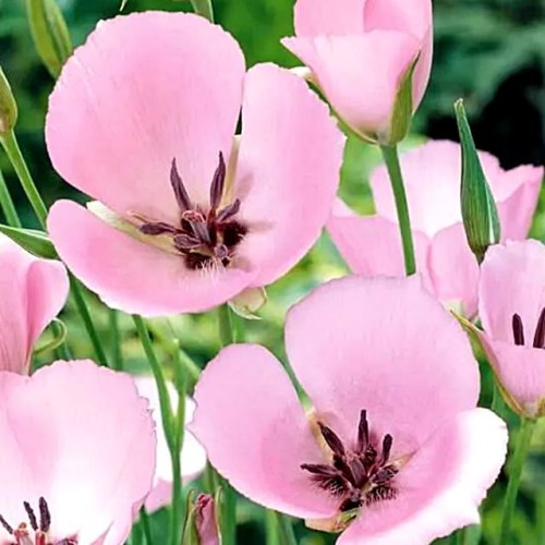 Calochortus Cupido 4/+ 100gab