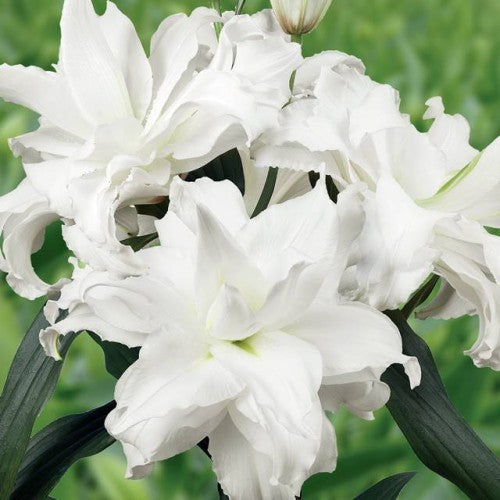 Lilijas Pildītās  ROSELILY ANGELA 16/18 10gab