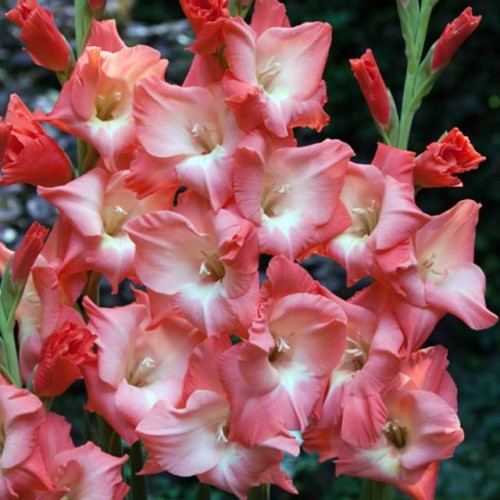 Gladiolas lielziedu XXL GAIŠI ROZĀ  16/+  50gab