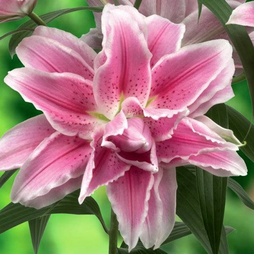 Lilijas Pildītās  ROSELILY ISABELLA  16/18 10gab