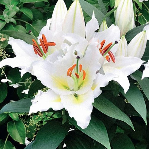 Lilijas Austrumu (podu) SUNNY AZORES 16/18 10gab